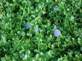 californian lilac,wild lilac,soap brush 